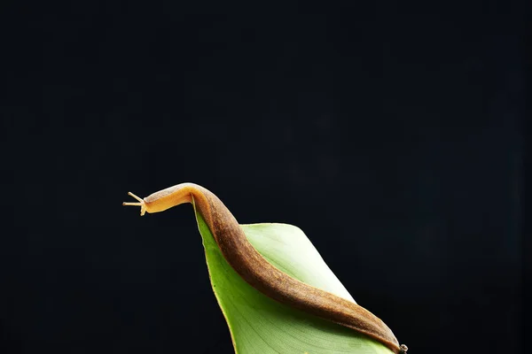 Schnecke Kriecht Über Blatt Auf Schwarzem Hintergrund — Stockfoto