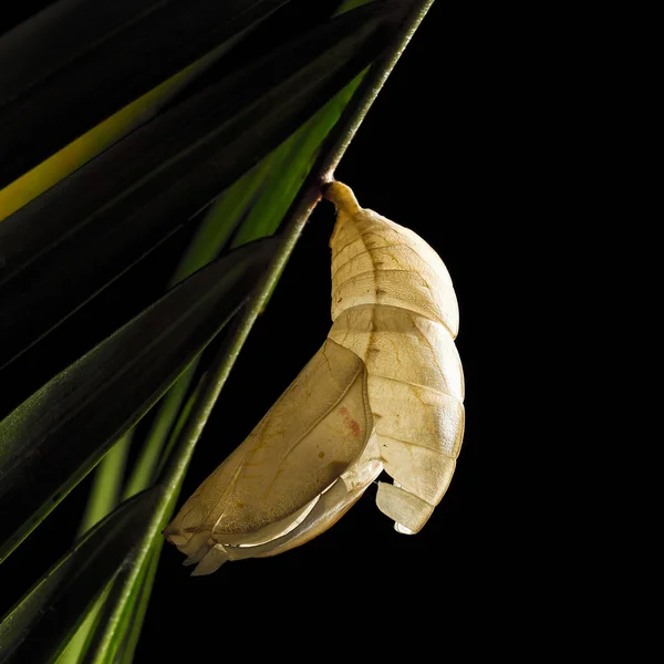 Empty Cocoon Green Leaves Black Background — Stock Photo, Image