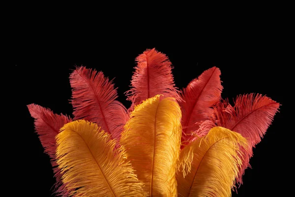 黄红相间的狂欢节华丽羽毛的背景 — 图库照片