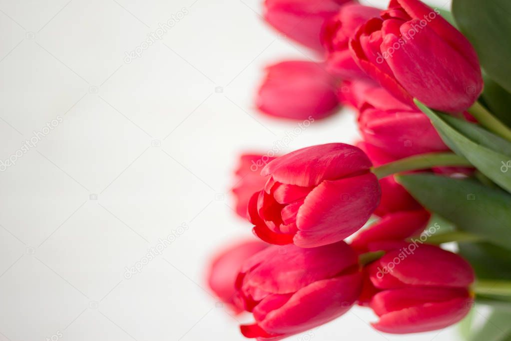 Large bouquet of pink tulips on white background. Selective focus. 