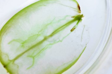 Yeşil üzümlü Macro Petri kabı. Saf cilt bakımı yağı.