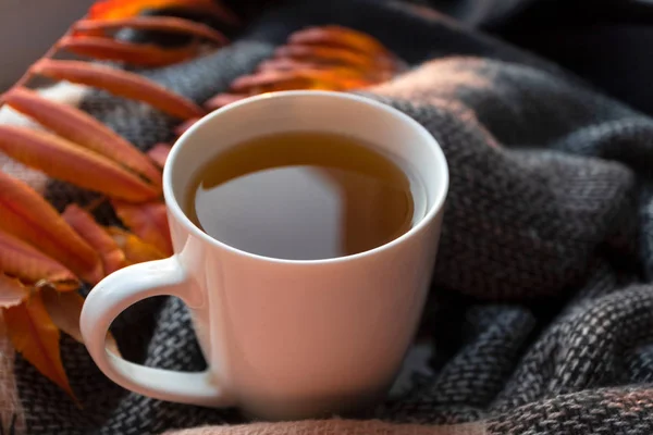 Taza blanca con té caliente de hierbas y bufanda de punto, naranja otoño l — Foto de Stock