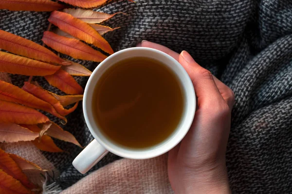 Női kéz kezében fehér csésze gyógynövény forró tea. Kötött sál — Stock Fotó