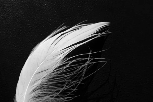Pluma blanca mullida cisne sobre fondo negro, macro. Concepto de — Foto de Stock