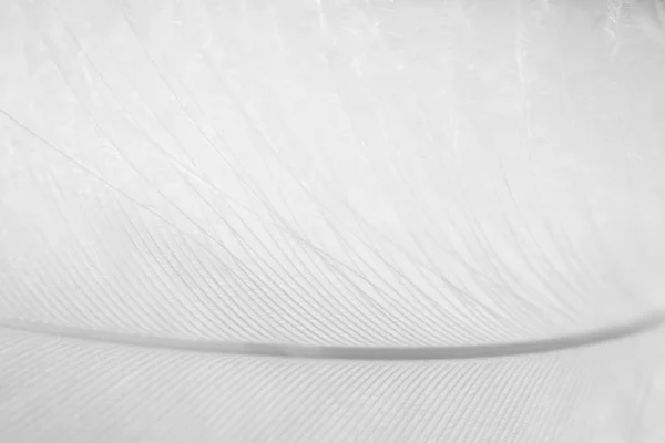 Fiaba bianco soffice dettaglio piuma di cigno, macro. Concetto di te — Foto Stock