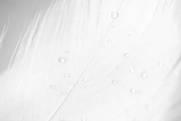 Water drops on swan feather with selective focus and copy space, — Stok fotoğraf