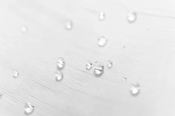 Water drops pattern on feather texture with selective focus, mac — 图库照片