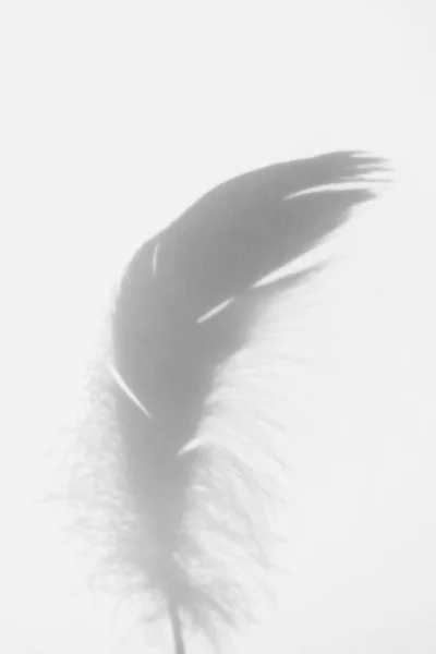 Shadow of fluffy bird feather on white background. Trendy vertic — Stok fotoğraf