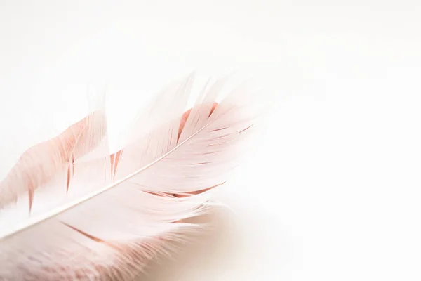 Feather of swan on hand on white background with copy space. Con — Stock Photo, Image