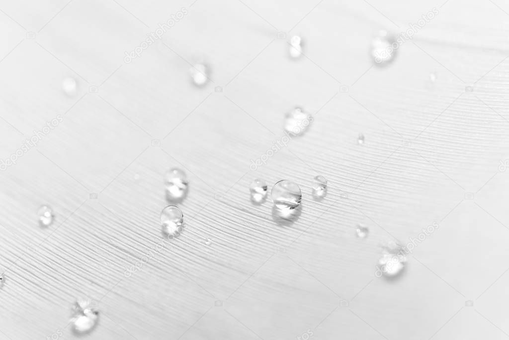Water drops pattern on feather texture with selective focus, mac