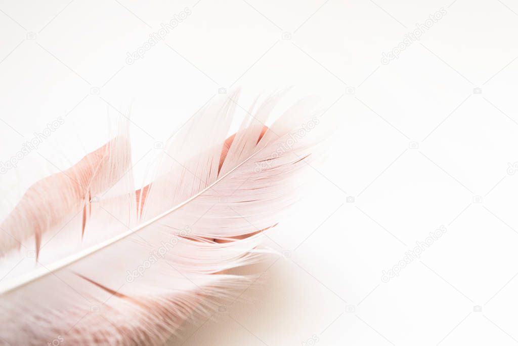 Feather of swan on hand on white background with copy space. Con