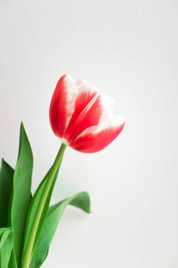 Pembe lale. Mutlu yıllar, Sevgililer Günü, Anneler Günü, düğün ya da diğer tatiller için minimalist kartpostallar. Güzel çiçek açar, dikey