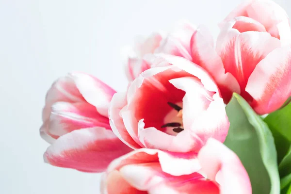 Tête Fleur Tulipe Ouverte Avec Espace Copie Bouquet Vacances Délicat — Photo