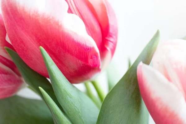 Détail Bourgeon Feuille Tulipe Blanche Rose Printemps Fleurs Fond — Photo