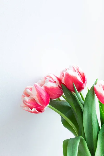 Tulipes Blanches Roses Sur Fond Gris Clair Délicat Bouquet Fleurs — Photo