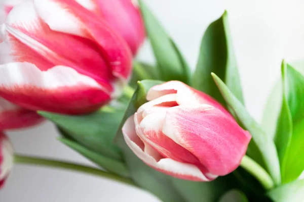 Des Tulipes Blanches Roses Bouquet Délicat Nuptial Fleurs Gros Plan — Photo