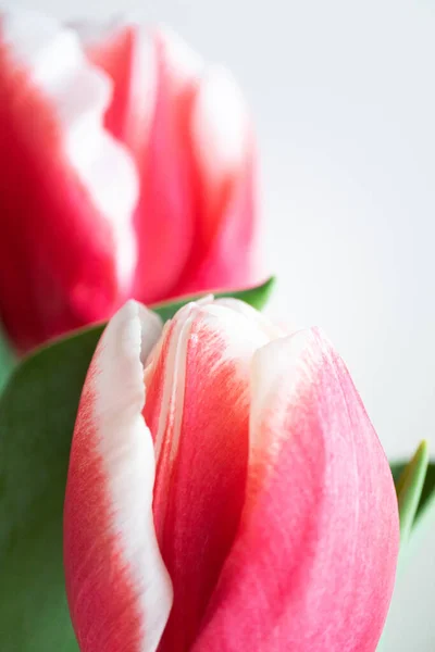 Détail Gros Plan Tête Rose Des Tulipes Vertical Beau Fond — Photo