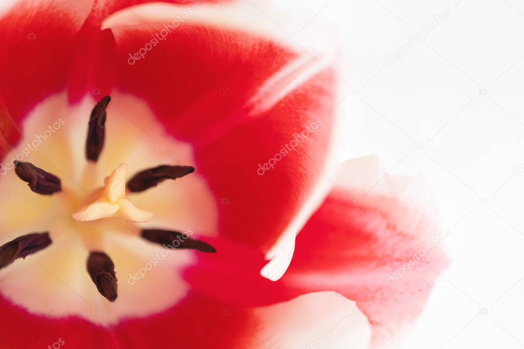 Macro pestle and stamens in tulip flower head with selective focus and copy space. Beautiful flower blossom