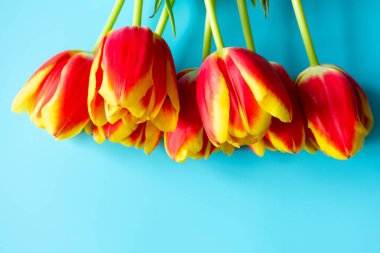 Yukarıdaki parlak mavi arkaplanda parlak sarı laleler. Paskalya, doğum günü, kadın günü, anneler günü hediye kartı.