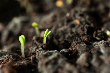 Yakın plan genç bitki. Seçici odaklı Macro Doğa. Bahar tarımı