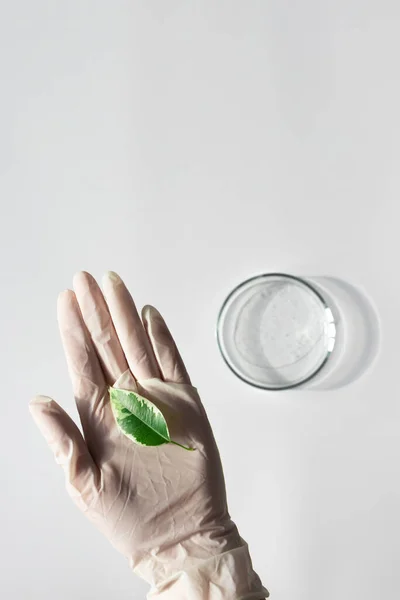 Ręka Białej Rękawicy Trzymając Świeże Zielone Liście Roślin Przezroczysty Produkt — Zdjęcie stockowe