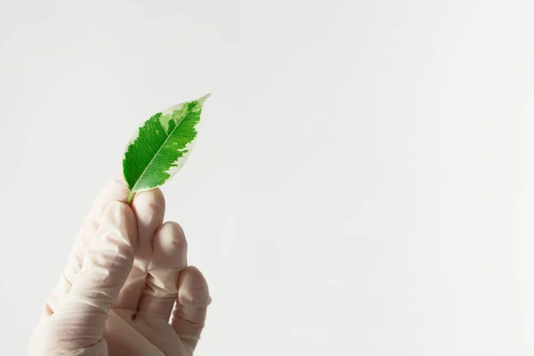 Mão Luva Branca Segurando Folha Planta Verde Fundo Branco Acima — Fotografia de Stock