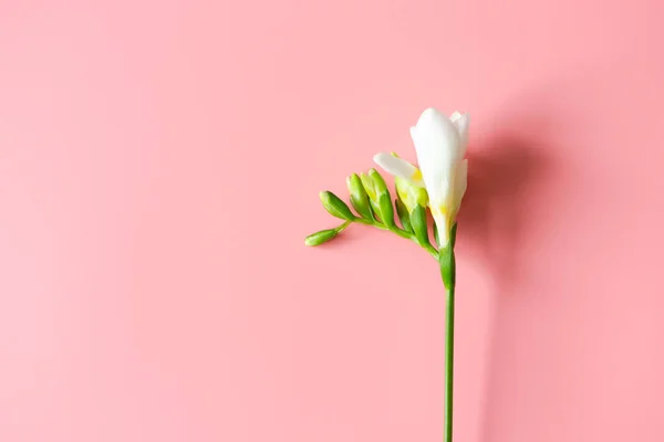 Pembe arka planda beyaz bir çiçek dalı ve fotokopi alanı, üst manzara. Bahar ve narin