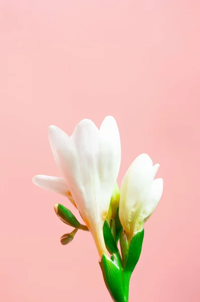 Close-up bud flower on pastel pink background, vertical. Concept springtime and delicate