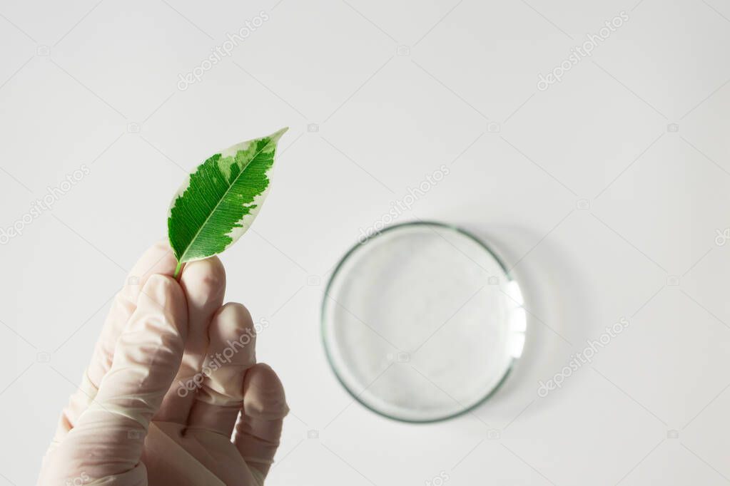 Hand in white glove holding plant leaf and glass petri dish on foreground on white background, above. Concept making natural organic cosmetic