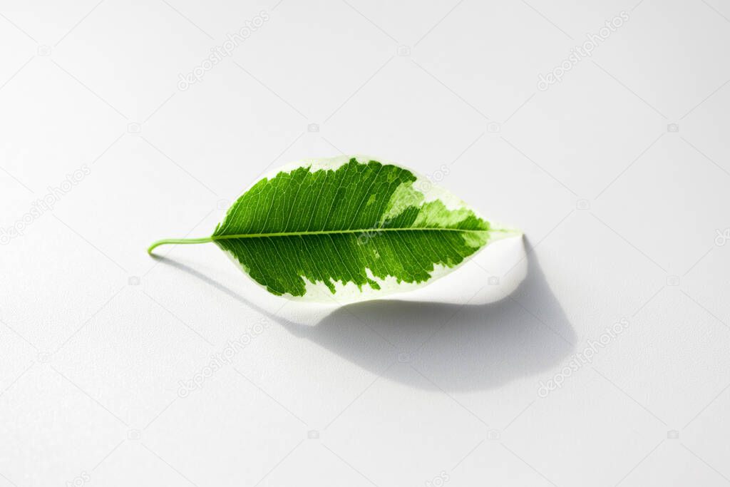Close-up fresh green leaf on white background. Minimalist poster beauty in nature. Concept natural and organic