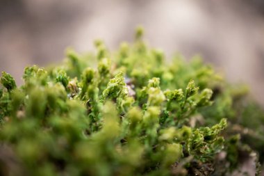 Seçici odak yatay arka planına sahip yakın çekim yosunları. Odaklanmamış duvar kağıdı, yakın plan.