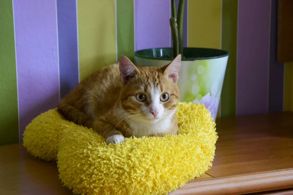 Gato rojo esperando para darle un pepino. Un amante de los pepinos, la caza de gatos para comer . —  Fotos de Stock