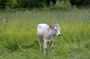Bir yaz yeşil alan, çayır otlatma bir buzağı'bir inek.