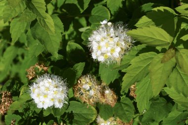 Çiçekler closeup yeşil yeşillik bir arka plan üzerinde kalmamak.