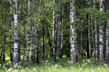 Huş ağacı grove, huş ağacı, yaz, güneşli bir gün.