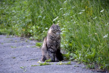güzel gri kedi sokakta kaldırımda yürüyor.