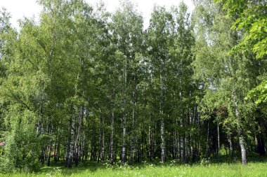 Huş ağacı grove, huş ağacı, yaz, güneşli bir gün.