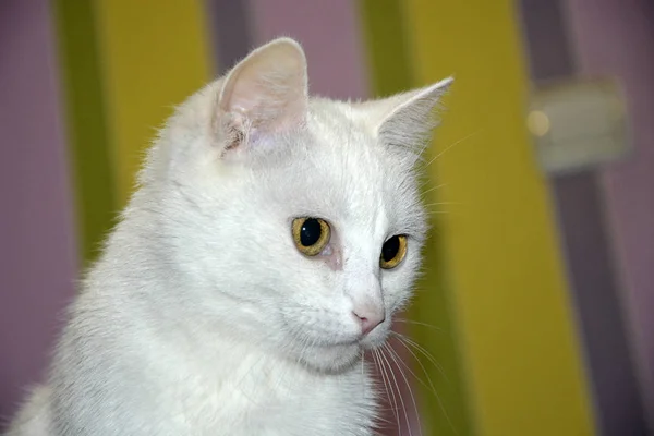 Белый кот крупным планом на размытом фоне . — стоковое фото