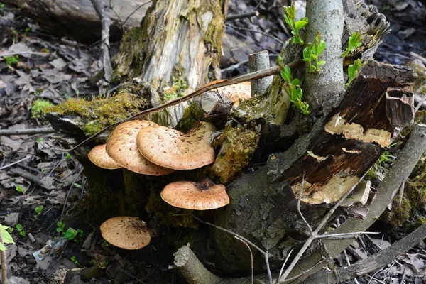 Brun svamp på timmer har naturlig bakgrund — Stockfoto