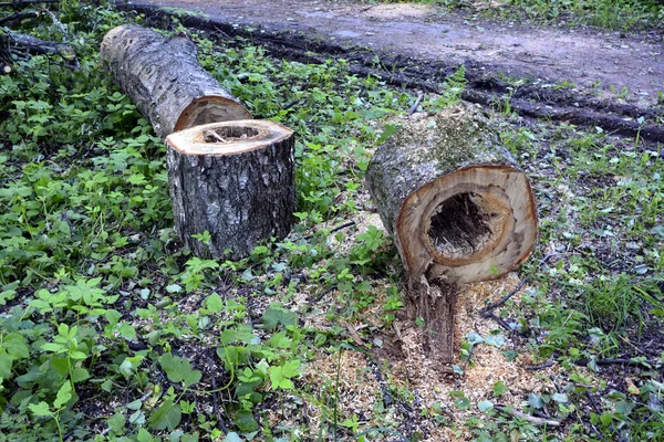 Deforestación, tala de troncos de pino, ecología, crimen contra la naturaleza — Foto de Stock