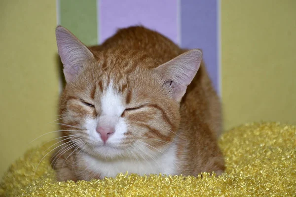 Спящая кошка. Милая красная кошка портит ему глаза. . — стоковое фото