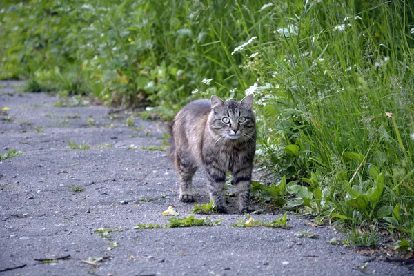 Bonito gato cinza caminha na rua na calçada — Fotografia de Stock