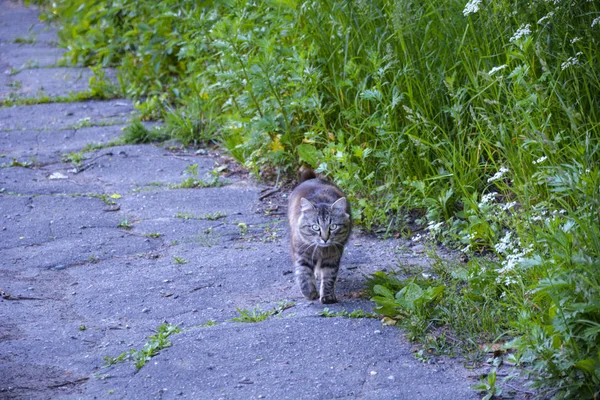 Bel gatto grigio cammina per strada sul marciapiede — Foto Stock