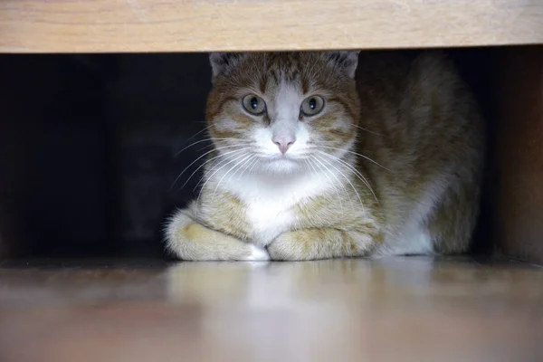Рыжая кошка смотрит из-под кровати, горизонтально. Смешная кошечка прячется под кроватью . — стоковое фото
