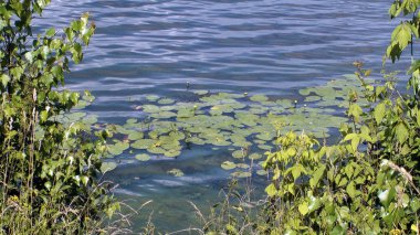 Geniş nehir, güzel doğası, Volga Nehri kıyısında