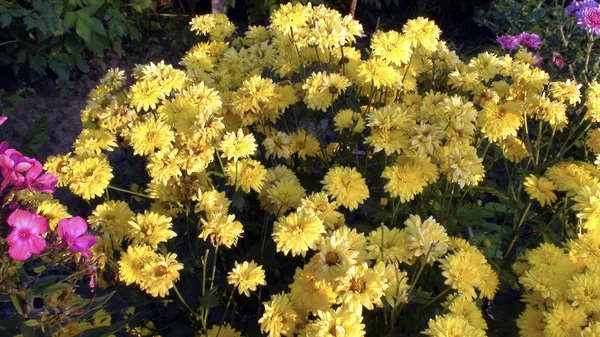 Kentsel ortamda güzel çiçekler. Flowerbed parlak renkler.