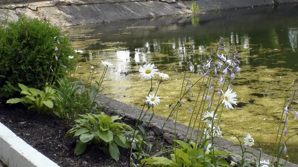 Bush sedmikrásky, zarostlý rybník, Park, letní, pobřeží, záhon, — Stock fotografie