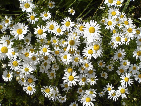 Daisies, field of daisies, a Bush — Stock Photo, Image