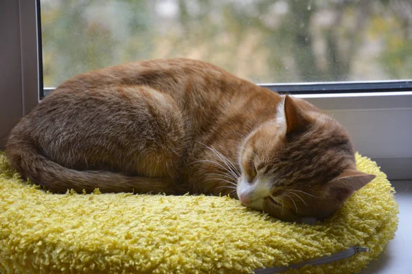 Ginger cat dormido en la ventana. Otoño, mañana cálida . — Foto de Stock