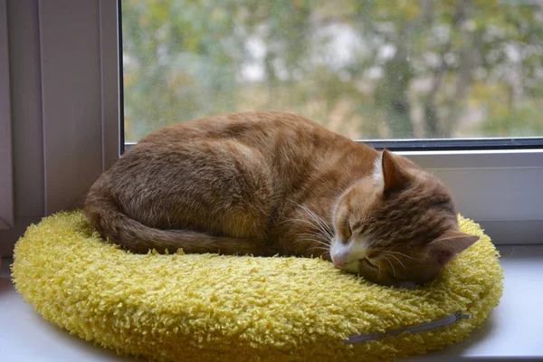 Zencefil kedi penceresinde uyuyor. Sonbahar, sıcak sabah.